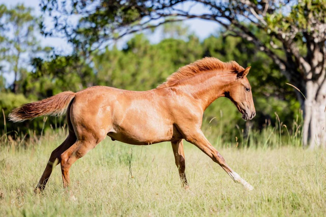 OCALZO CEN - PRE Puur Ras Spaans 2010 ,  JORDAN DE CENTURION