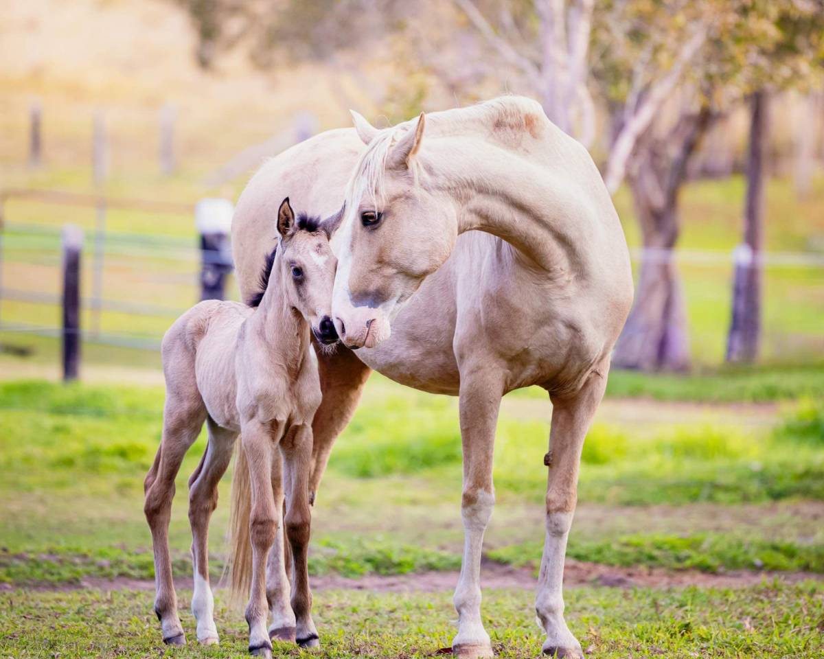 OCALZO CEN - PRE Puur Ras Spaans 2010 ,  JORDAN DE CENTURION