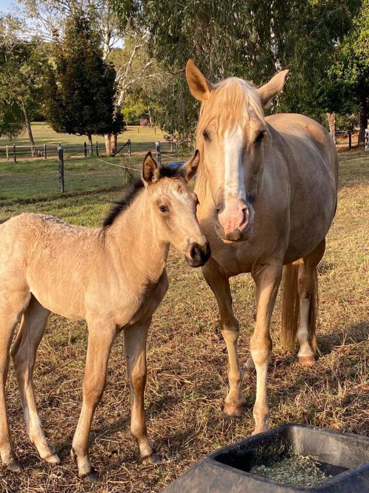 OCALZO CEN - PRE Puur Ras Spaans 2010 ,  JORDAN DE CENTURION