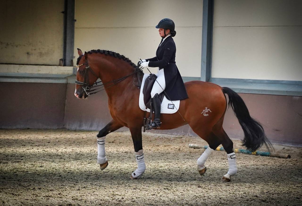 OCALZO CEN - PRE Puur Ras Spaans 2010 ,  JORDAN DE CENTURION