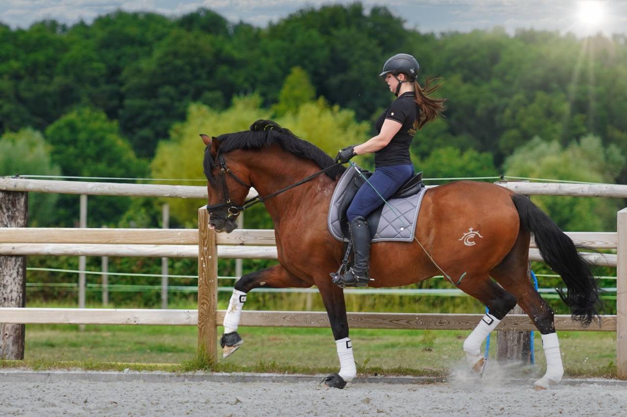 OCALZO CEN - PRE Puur Ras Spaans 2010 ,  JORDAN DE CENTURION