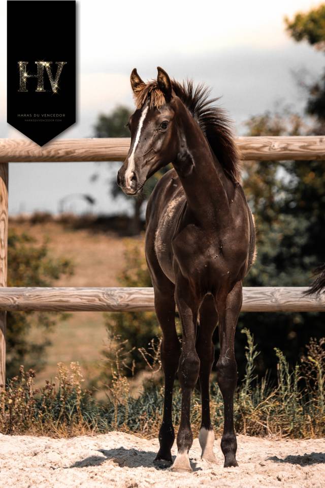 Veulen (ml) KWPN Nederlands sportpaard Te koop 2025 Zwart ,  Quaterhit