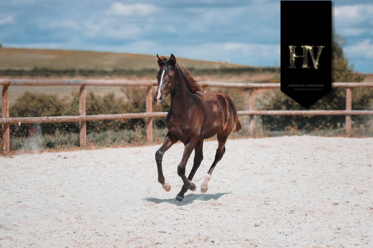 Veulen (ml) KWPN Nederlands sportpaard Te koop 2025 Zwart ,  Quaterhit