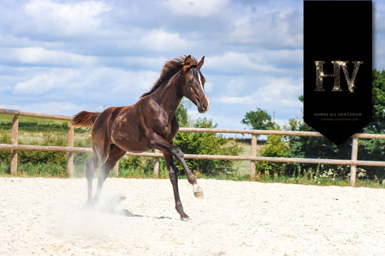 Veulen (ml) KWPN Nederlands sportpaard Te koop 2025 Zwart ,  Quaterhit