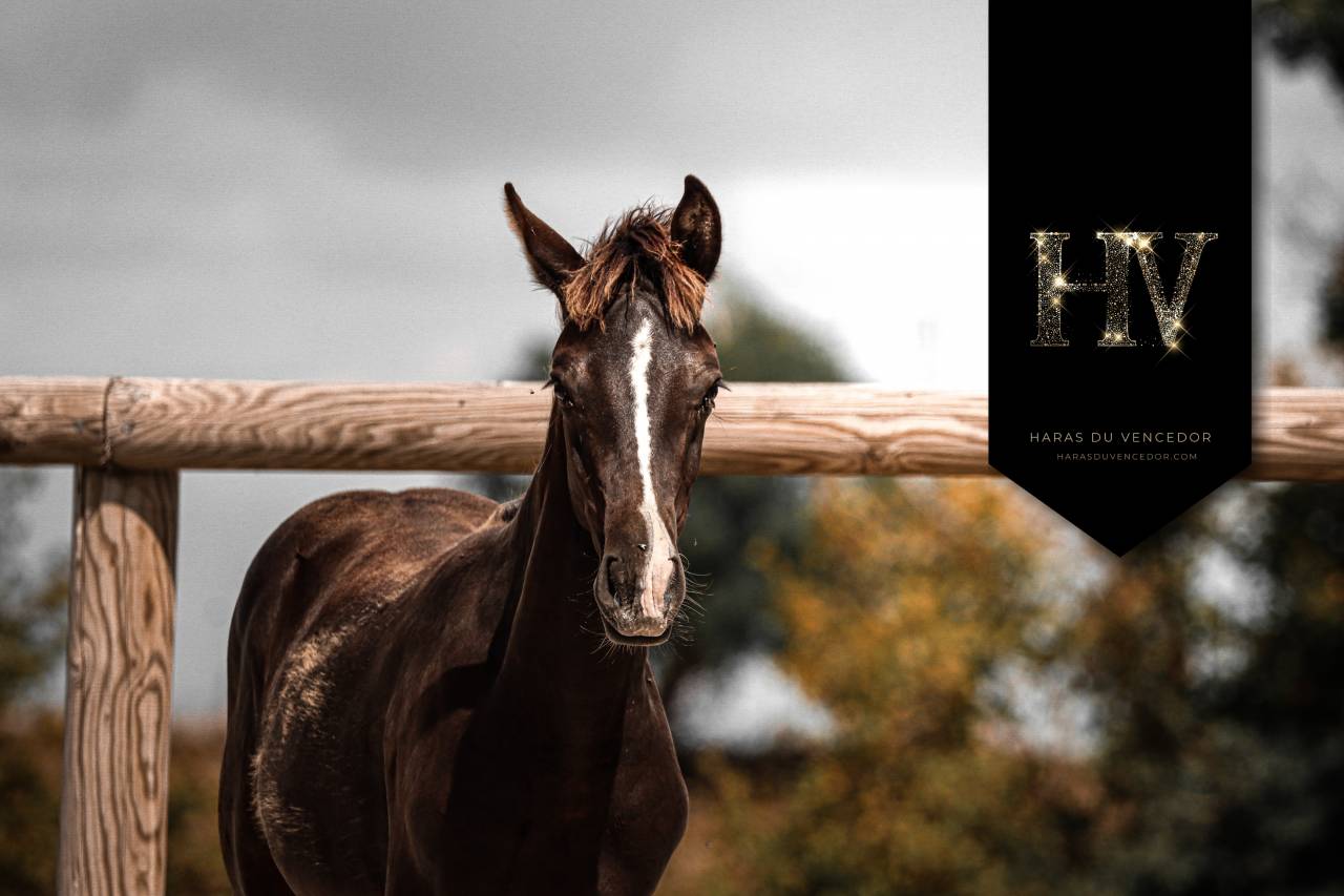 Veulen (ml) KWPN Nederlands sportpaard Te koop 2025 Zwart ,  Quaterhit