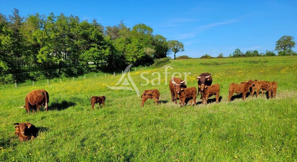 Schapen exploitatie Koop Deux-Sèvres