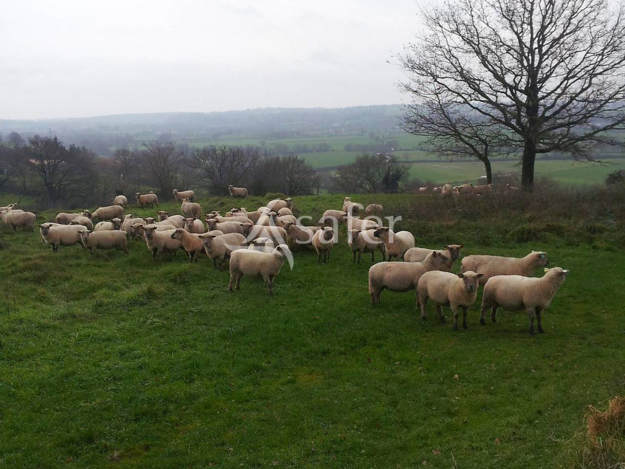 Schapen exploitatie Koop Deux-Sèvres