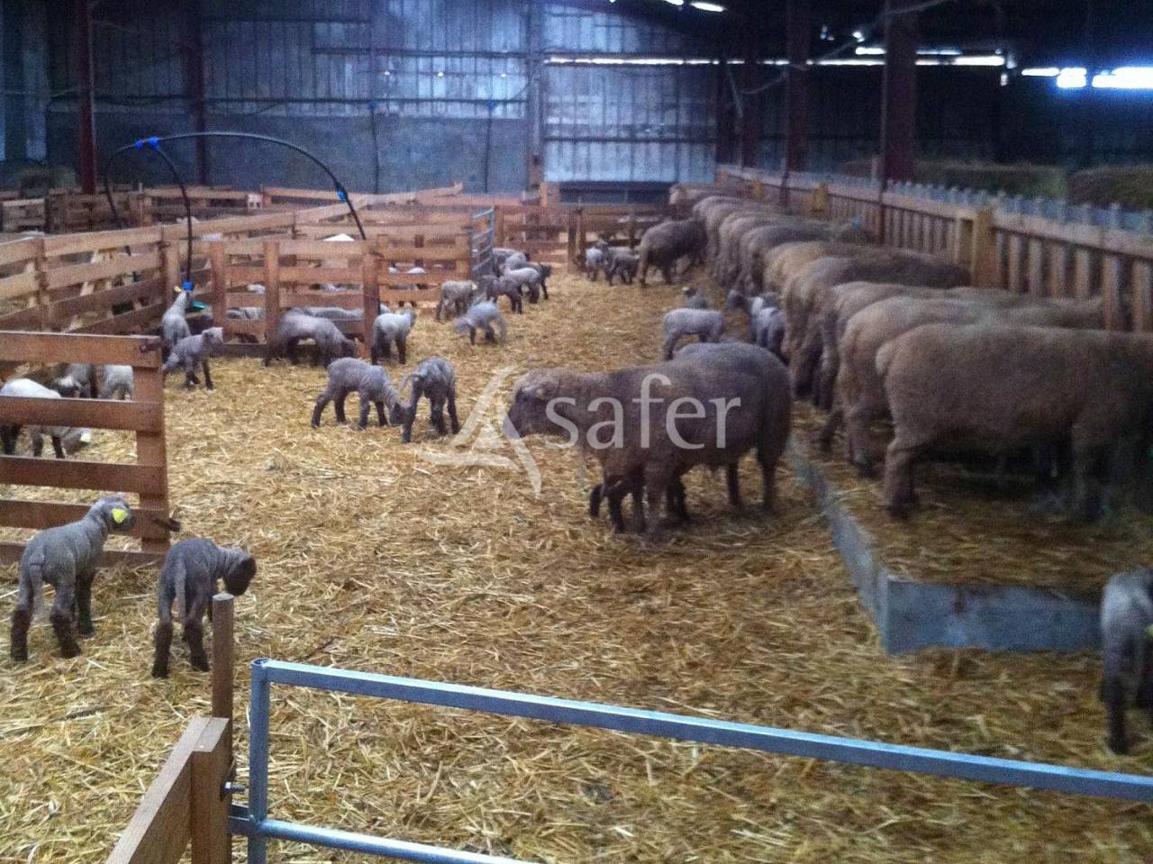 Schapen exploitatie Koop Deux-Sèvres