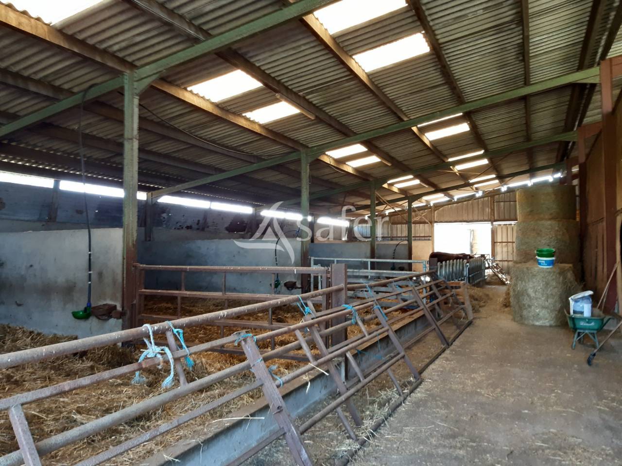 Schapen exploitatie Koop Deux-Sèvres