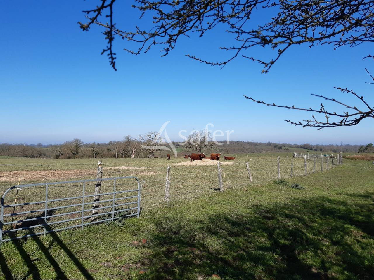 Schapen exploitatie Koop Deux-Sèvres