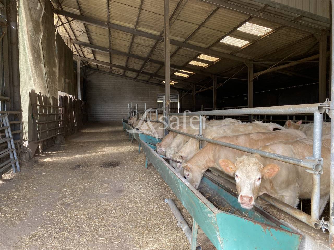 Schapen exploitatie Koop Allier