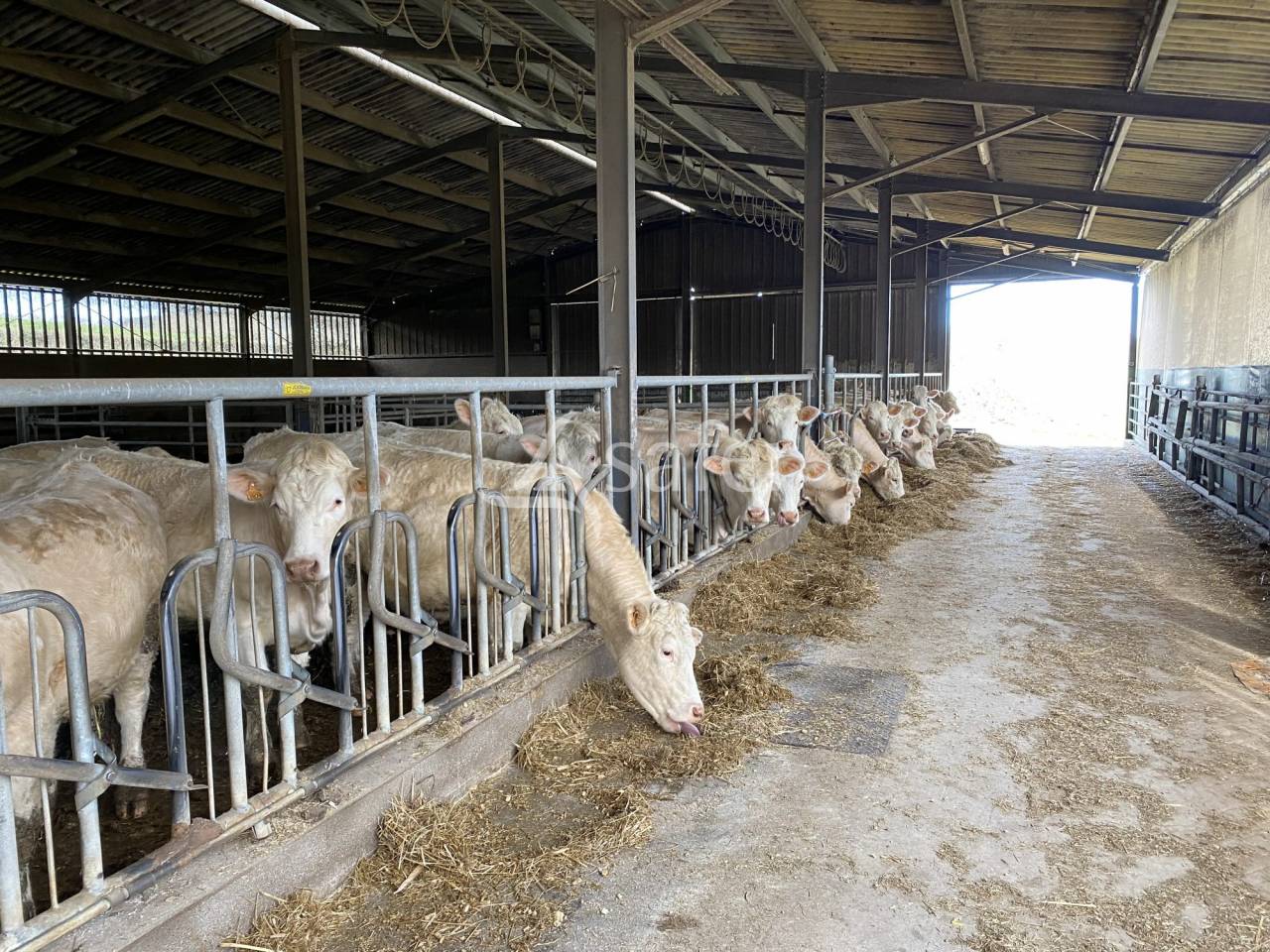 Schapen exploitatie Koop Allier