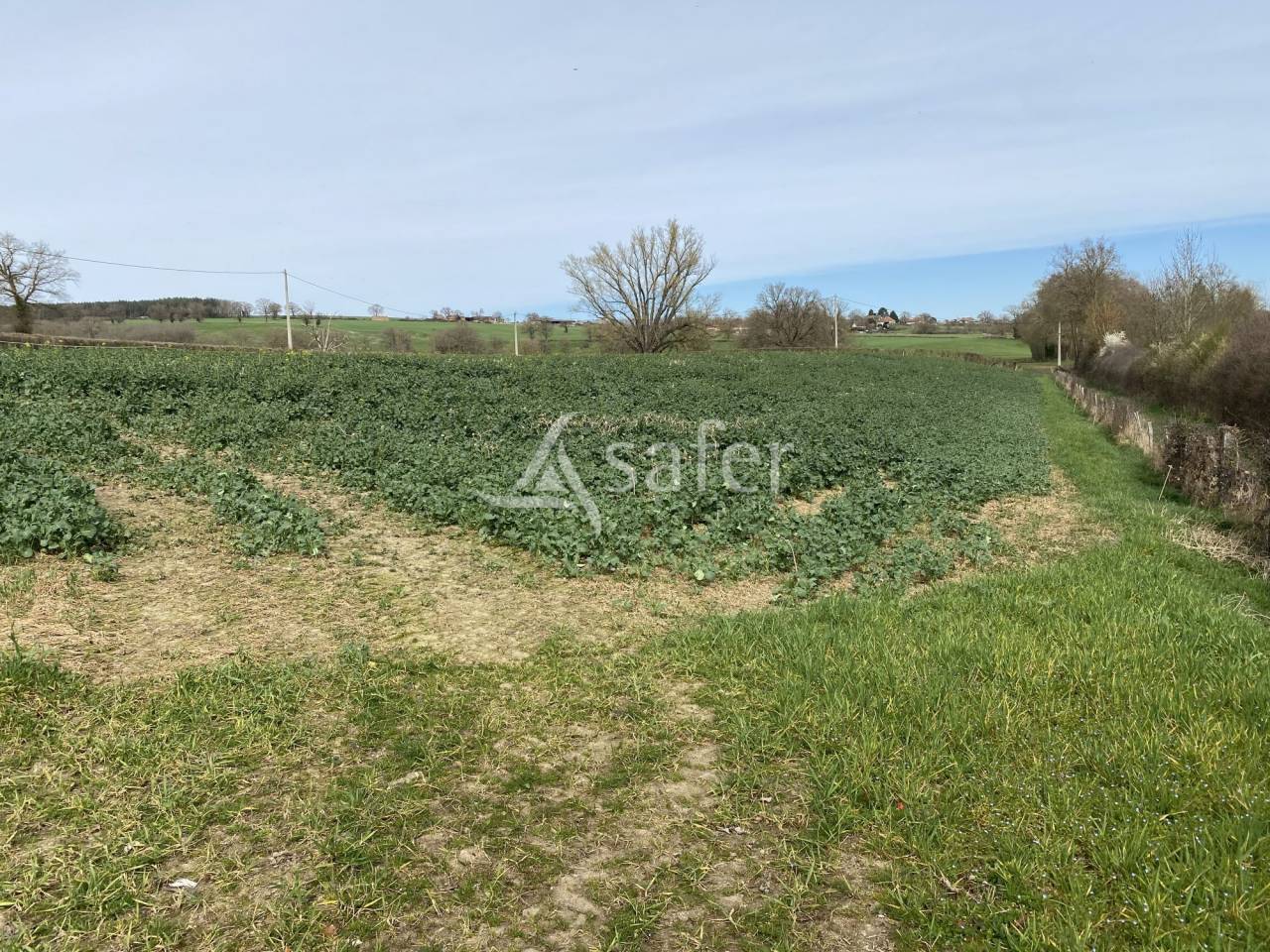 Schapen exploitatie Koop Allier