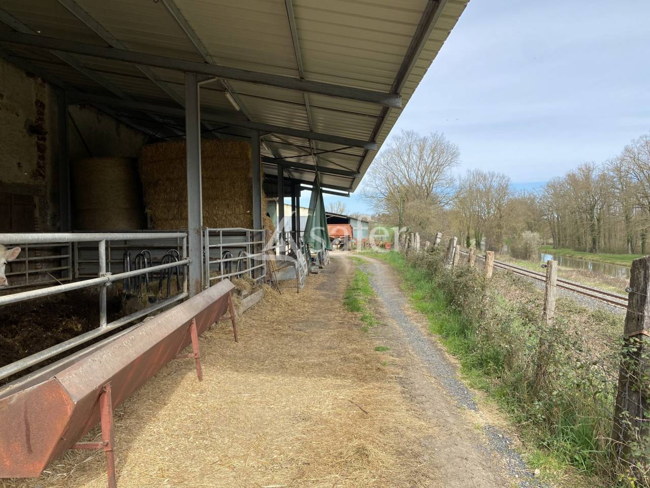 Schapen exploitatie Koop Allier