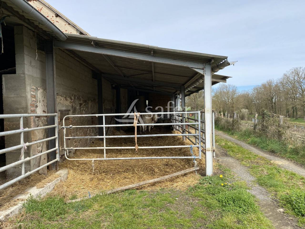 Schapen exploitatie Koop Allier