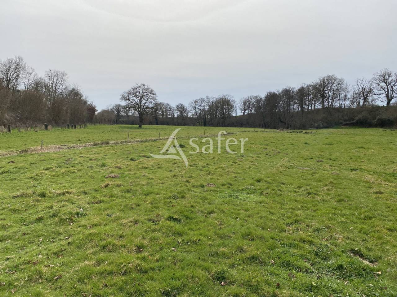 Schapen exploitatie Koop Allier