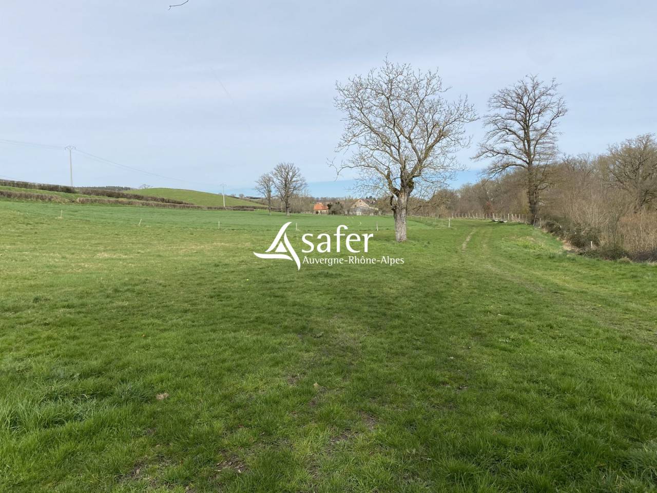 Schapen exploitatie Koop Allier