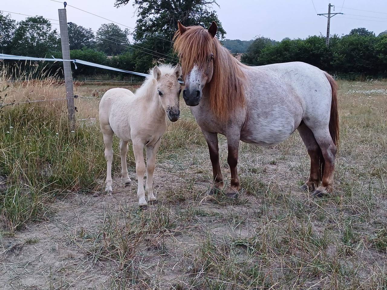 Merrie Bekend ras Te koop 2023 Palomino