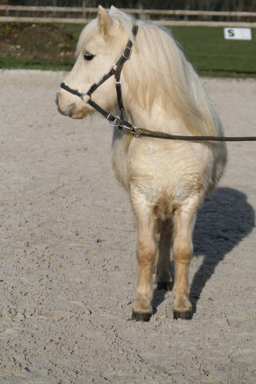 Merrie Bekend ras Te koop 2023 Palomino