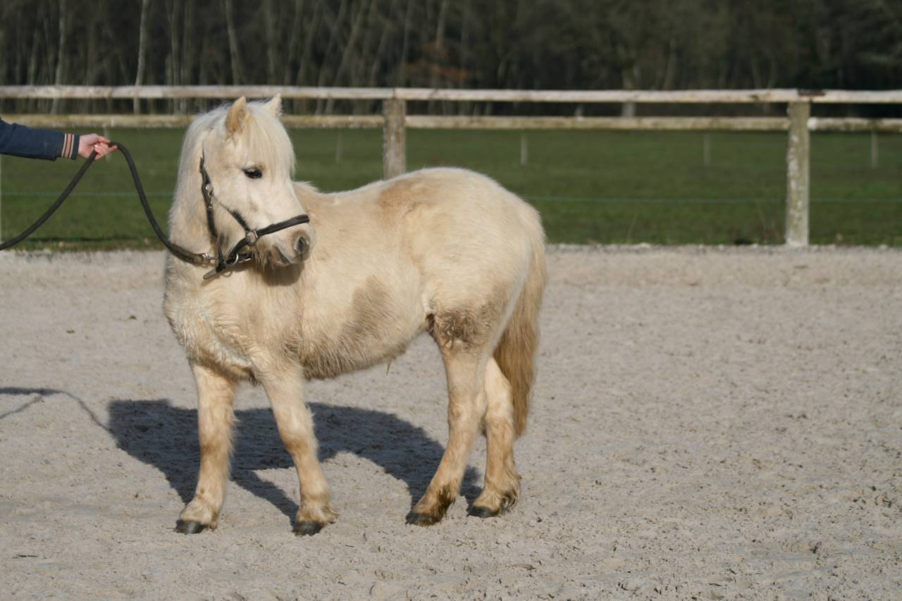 Merrie Bekend ras Te koop 2023 Palomino