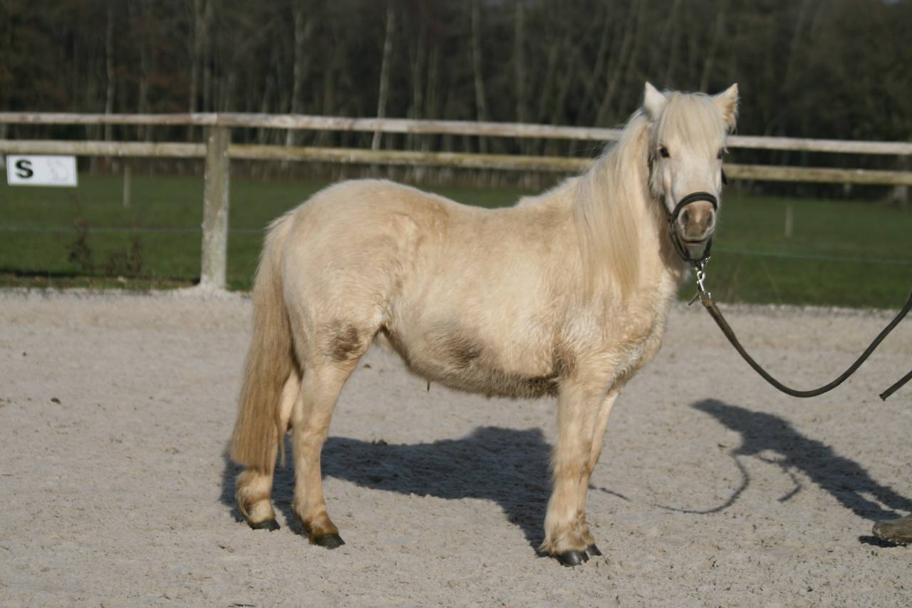 Merrie Bekend ras Te koop 2023 Palomino