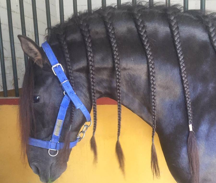 Hengst PRE Puur Ras Spaans Te koop 2016 Zwart