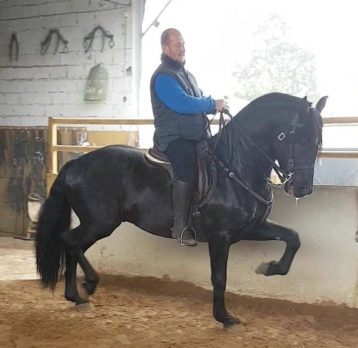 Hengst PRE Puur Ras Spaans Te koop 2012 Zwart