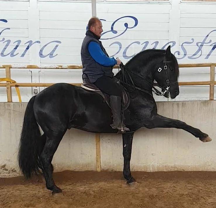 Hengst PRE Puur Ras Spaans Te koop 2012 Zwart