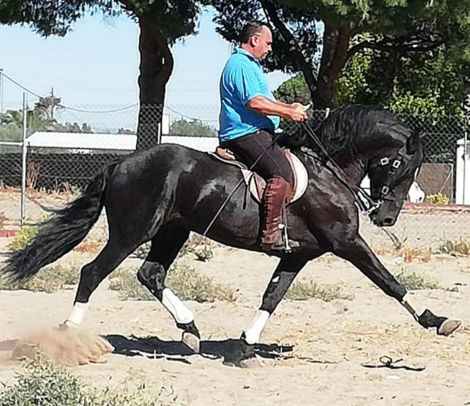 Hengst PRE Puur Ras Spaans Te koop 2012 Zwart