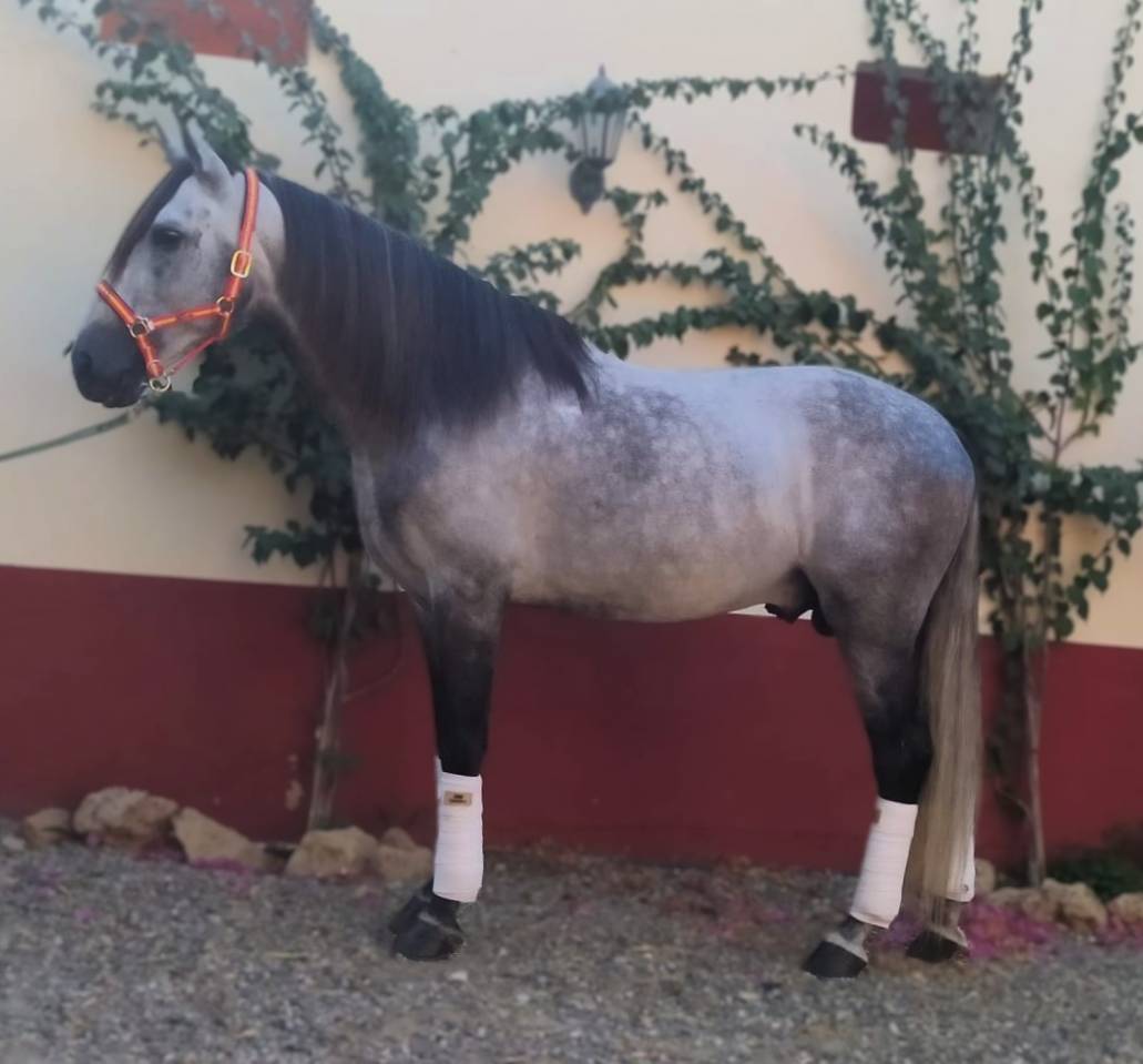 Hengst PRE Puur Ras Spaans Te koop 2017 Schimmel