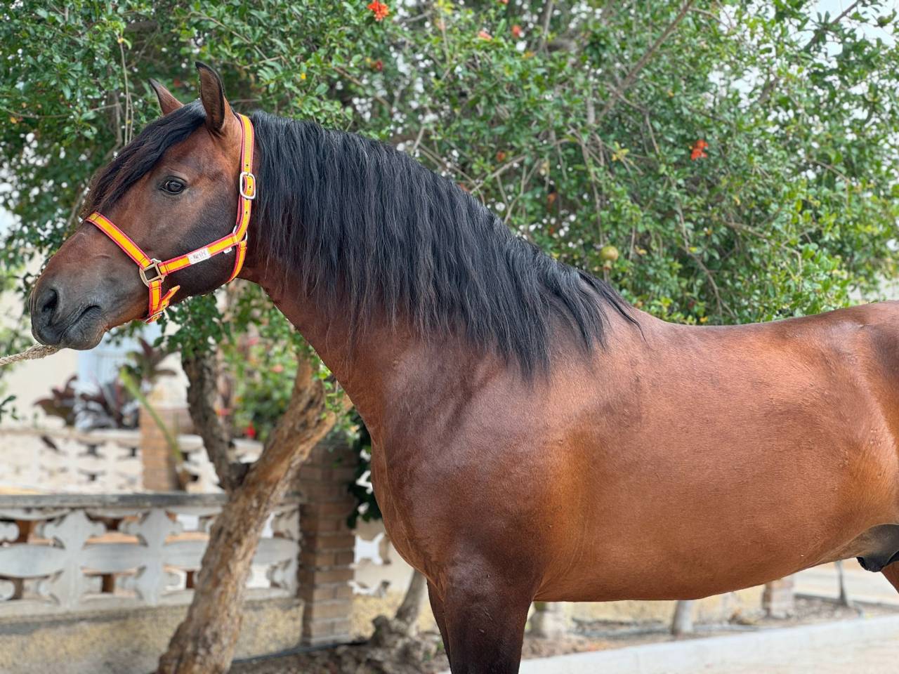 Hengst PRE Puur Ras Spaans Te koop 2020 Bruin / Bai