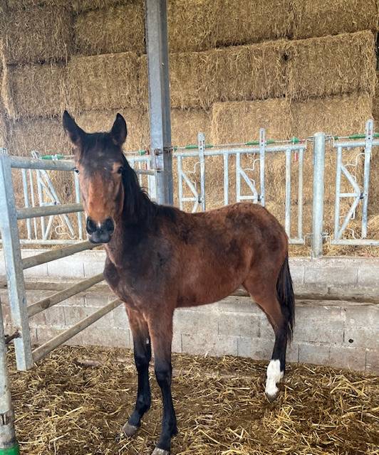 Ruin Selle Français Te koop 2024 Donker bruin / bai ,  ROY DE LA VALLEE
