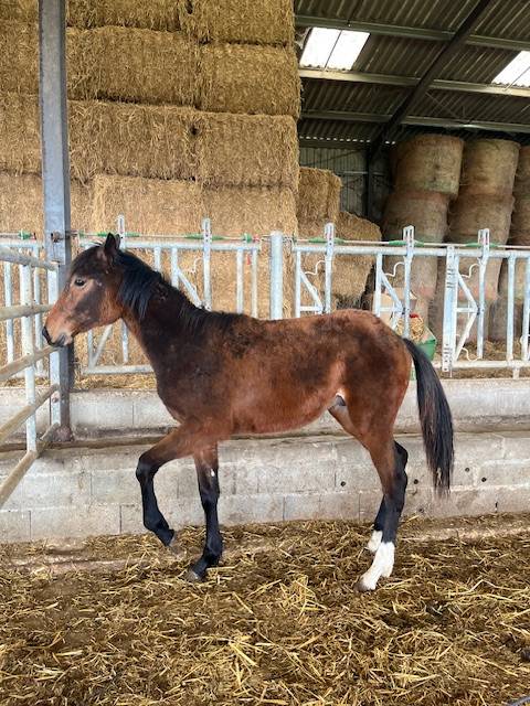 Ruin Selle Français Te koop 2024 Donker bruin / bai ,  ROY DE LA VALLEE