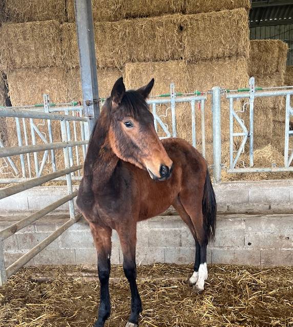 Ruin Selle Français Te koop 2024 Donker bruin / bai ,  ROY DE LA VALLEE