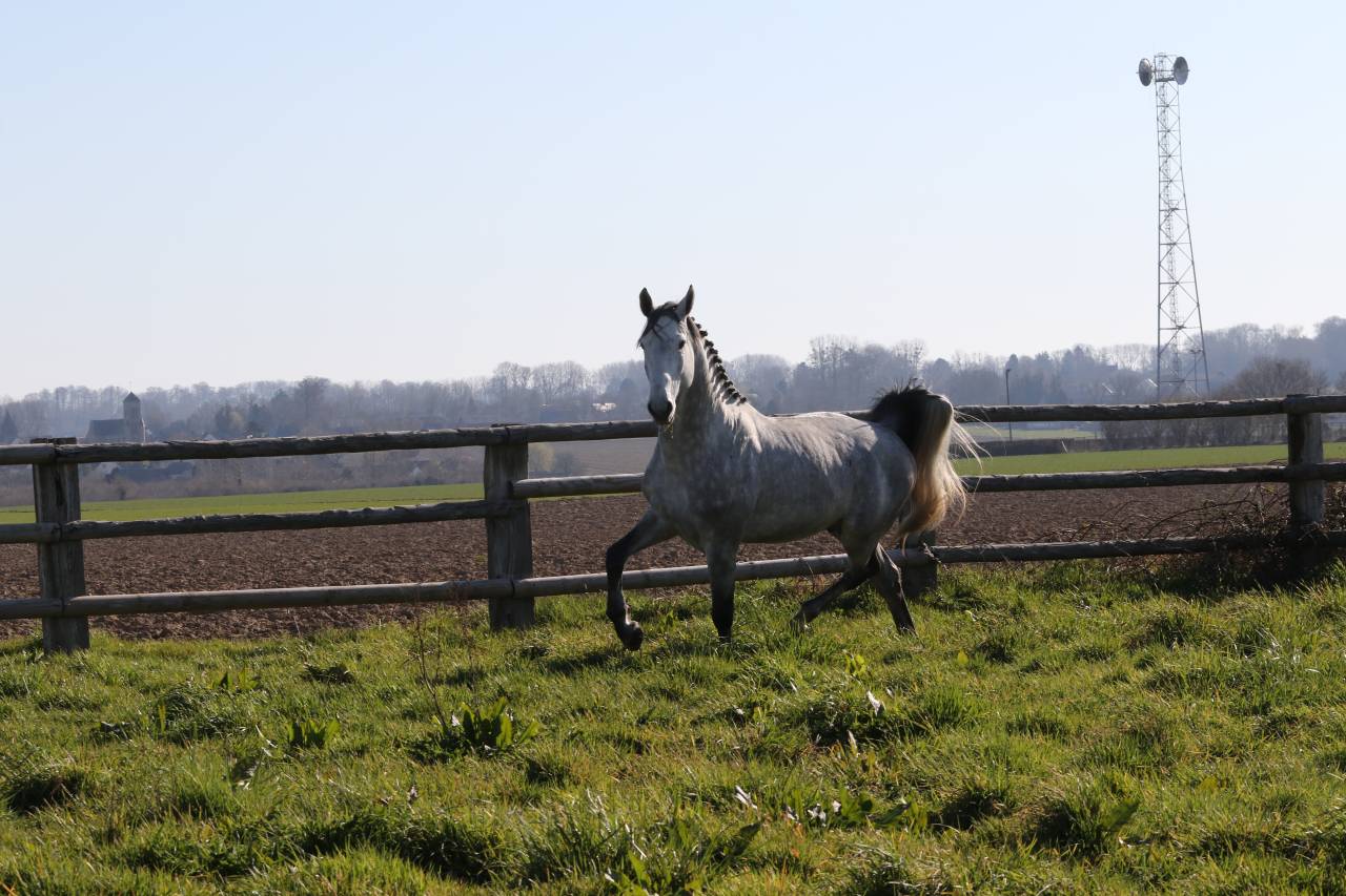 Actinium Brimbelles z - Zangersheide 2020 ,  AMADEUS Z