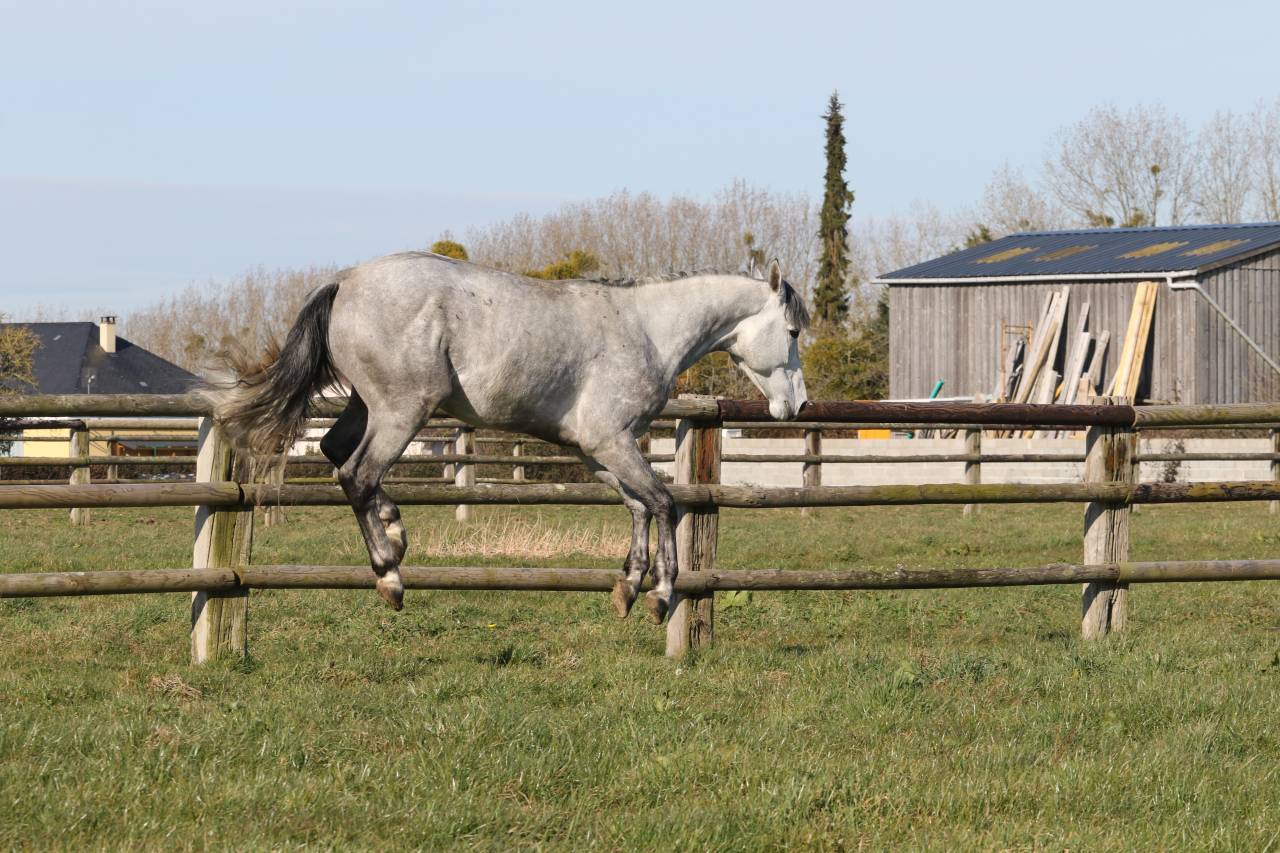 Actinium Brimbelles z - Zangersheide 2020 ,  AMADEUS Z