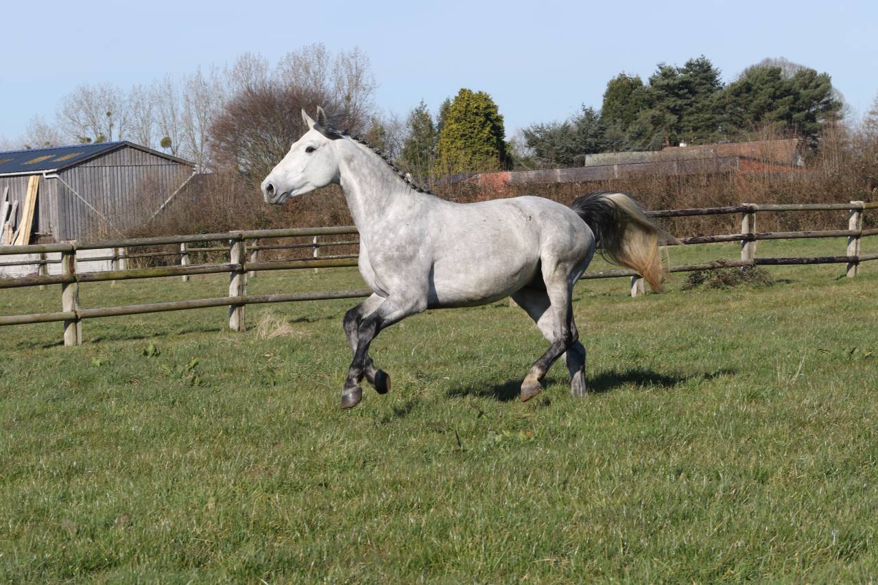 Actinium Brimbelles z - Zangersheide 2020 ,  AMADEUS Z