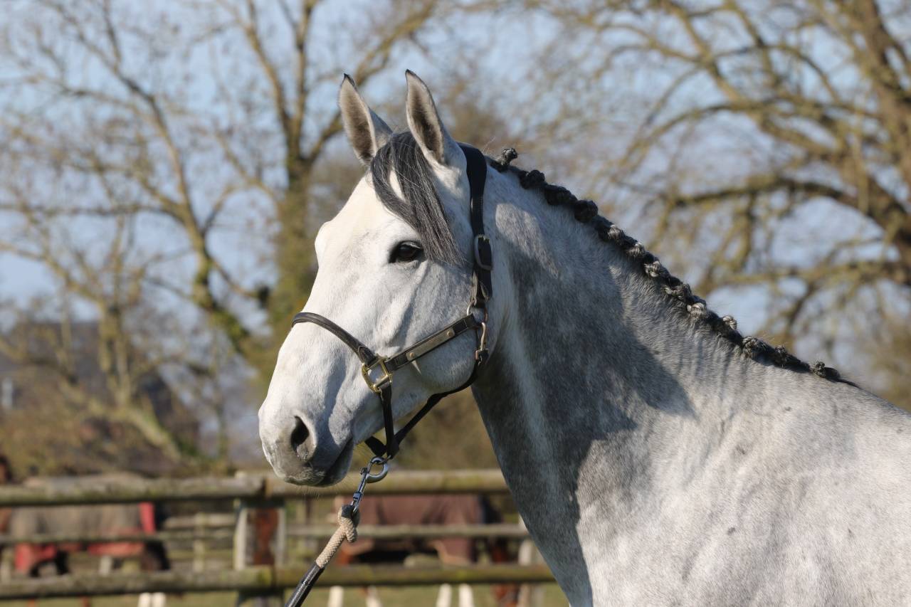 Actinium Brimbelles z - Zangersheide 2020 ,  AMADEUS Z