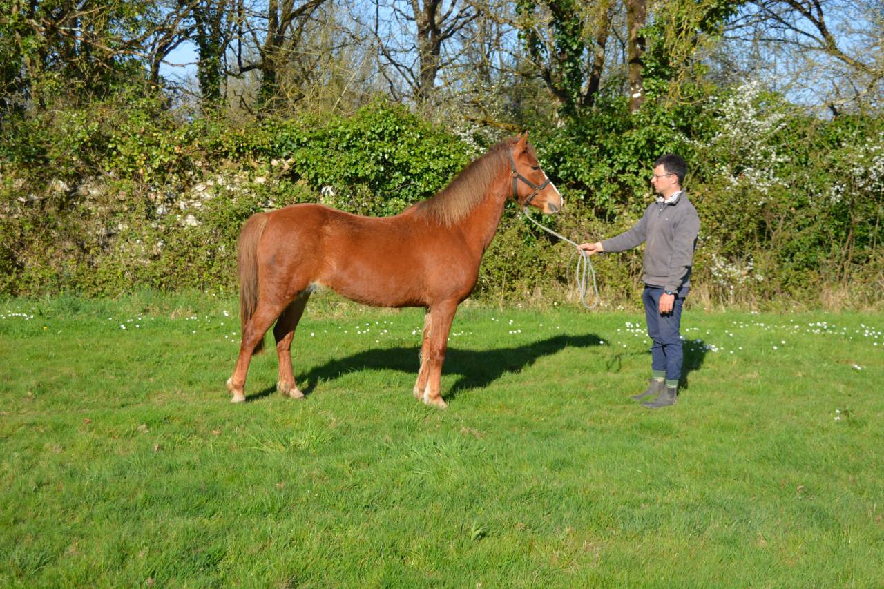 Merrie Franse rijpony PFS Te koop 2020 Vos ,  Flocky de la Vallée