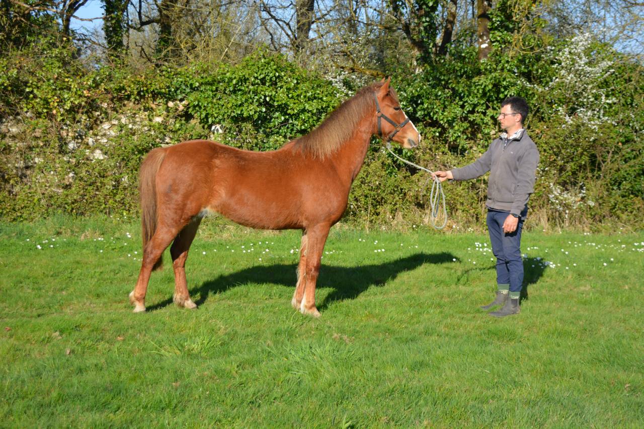 Merrie Franse rijpony PFS Te koop 2020 Vos ,  Flocky de la Vallée