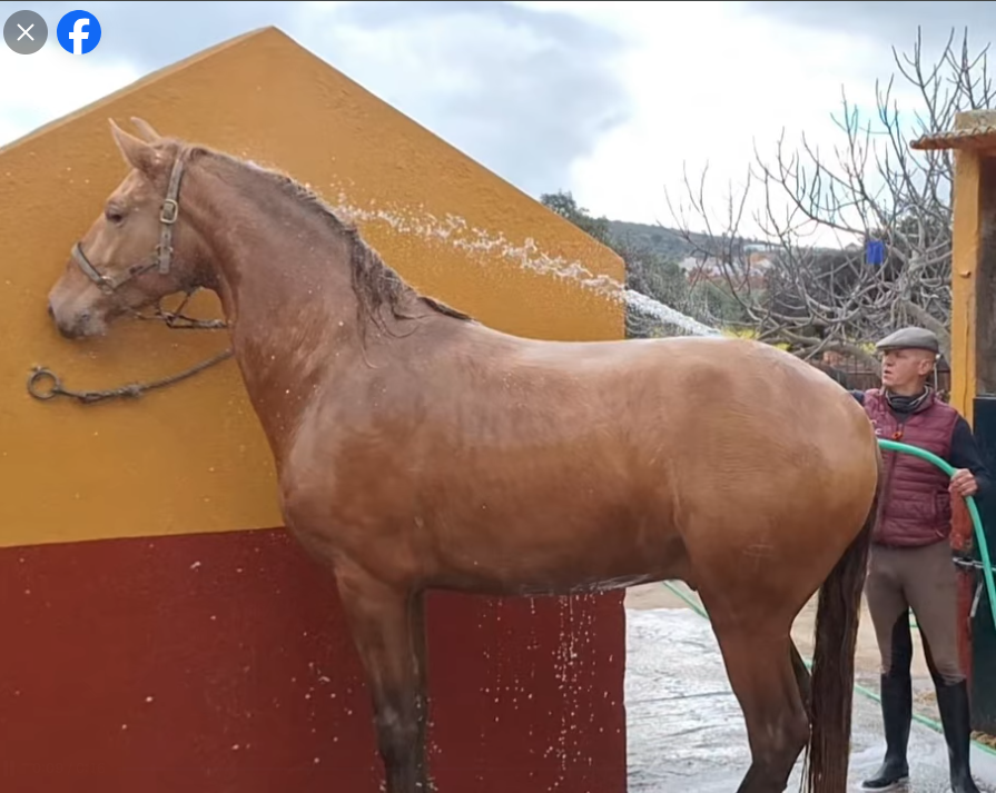 Veulen (ml) PRE Puur Ras Spaans Te koop 2025 Isabel ,  CARTUJANO ABAD