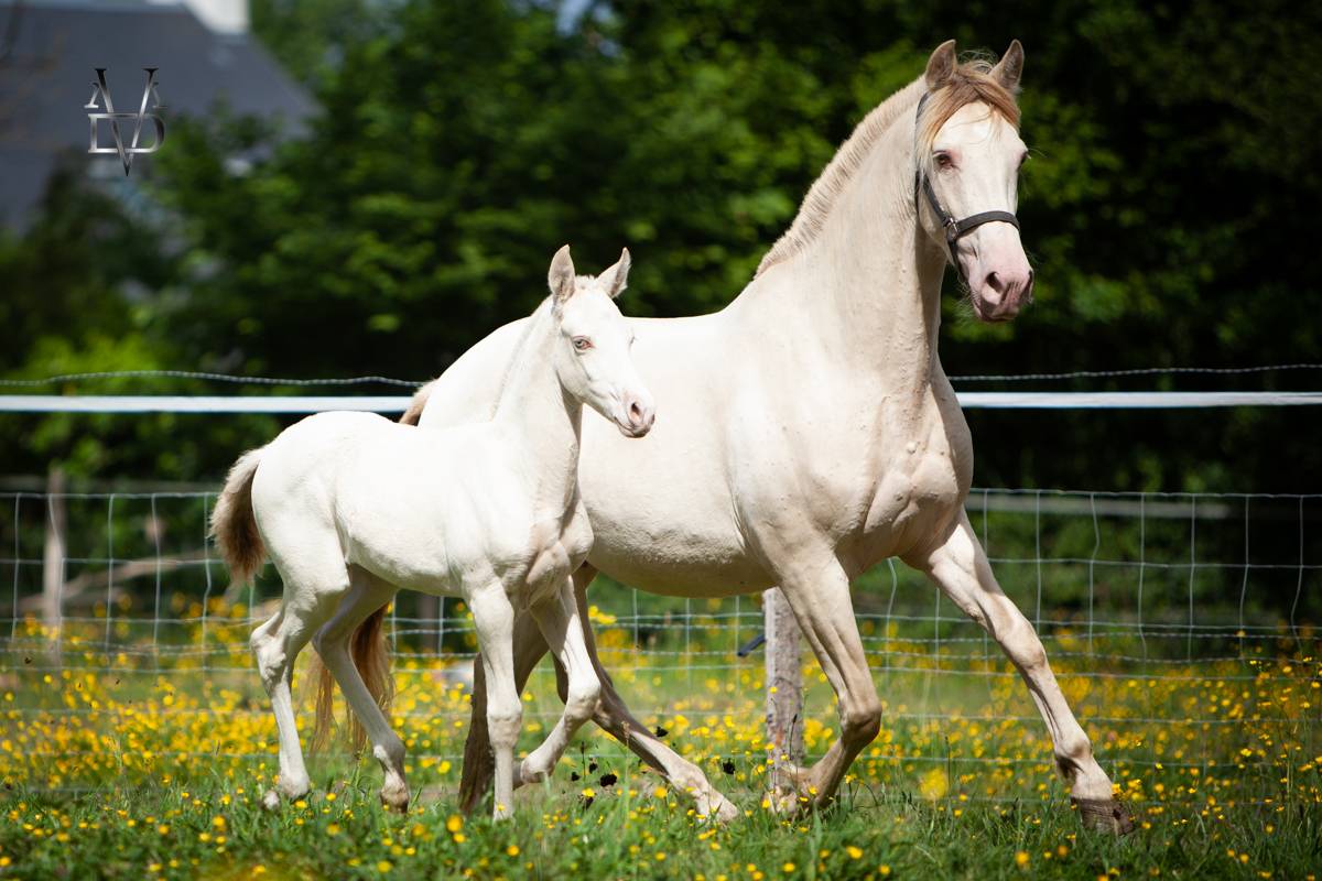 Veulen (ml) PRE Puur Ras Spaans Te koop 2025 Isabel ,  CARTUJANO ABAD