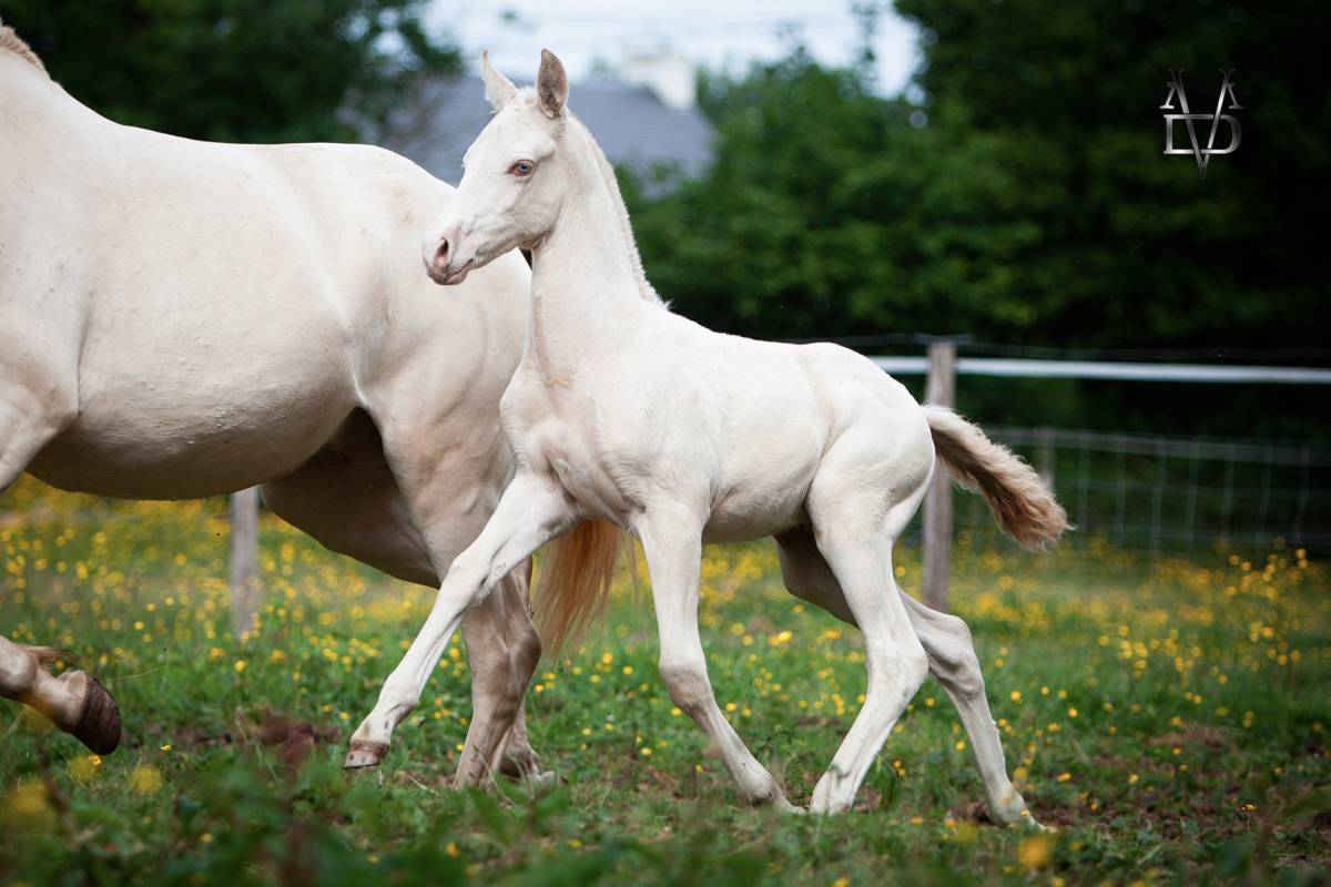 Veulen (ml) PRE Puur Ras Spaans Te koop 2025 Isabel ,  CARTUJANO ABAD