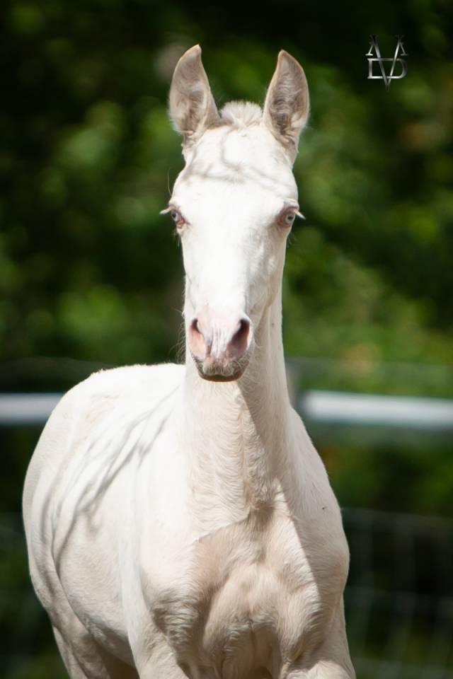 Veulen (ml) PRE Puur Ras Spaans Te koop 2025 Isabel ,  CARTUJANO ABAD