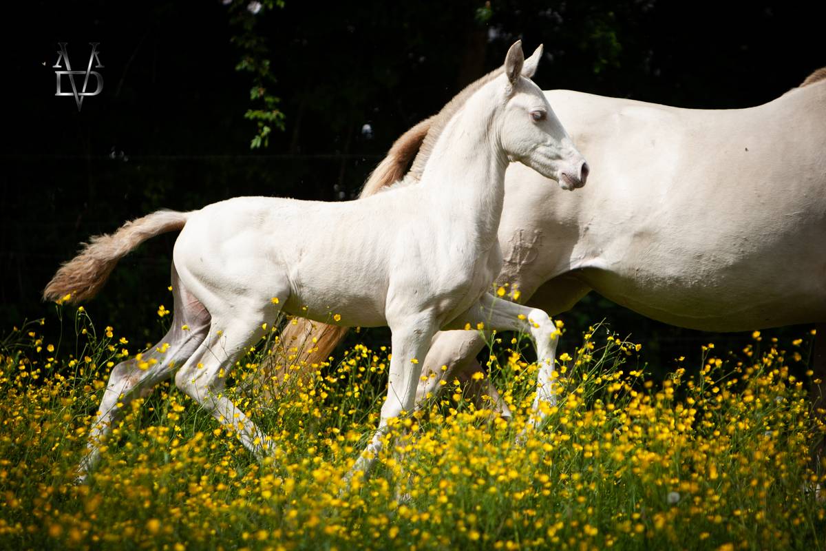 Veulen (ml) PRE Puur Ras Spaans Te koop 2025 Isabel ,  CARTUJANO ABAD