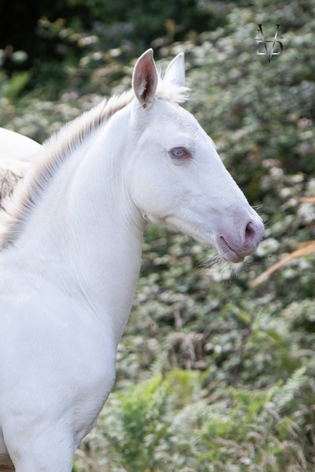 Veulen (ml) PRE Puur Ras Spaans Te koop 2025 Isabel ,  CARTUJANO ABAD