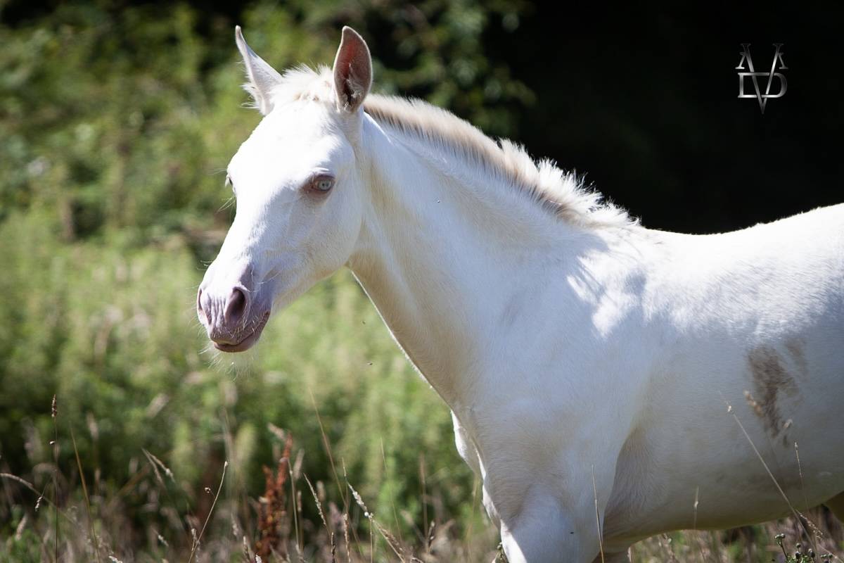 Veulen (ml) PRE Puur Ras Spaans Te koop 2025 Isabel ,  CARTUJANO ABAD