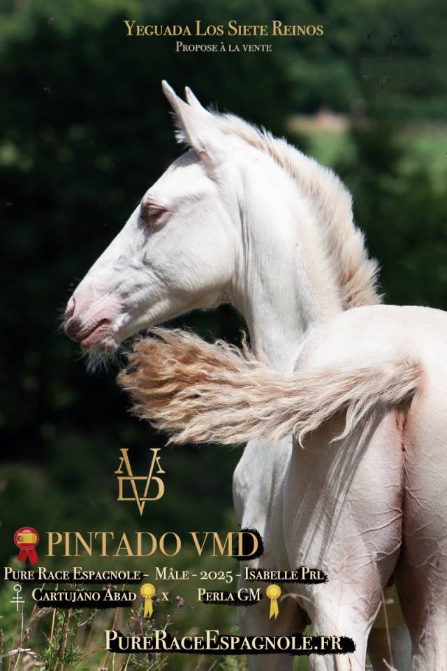 Veulen (ml) PRE Puur Ras Spaans Te koop 2025 Isabel ,  CARTUJANO ABAD