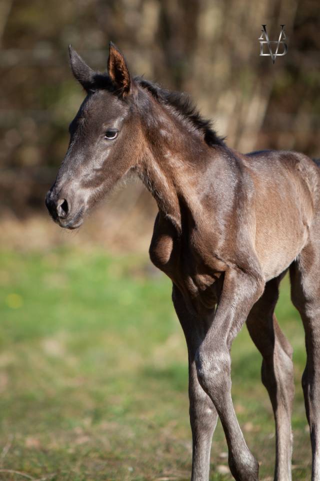 Veulen (ml) PRE Puur Ras Spaans Te koop 2025 Zwart ,  MONJE II