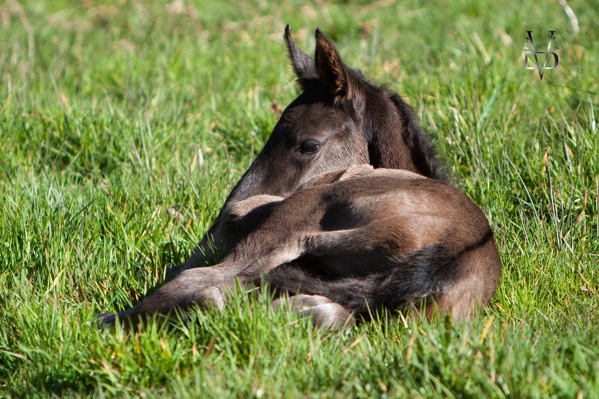 Veulen (ml) PRE Puur Ras Spaans Te koop 2025 Zwart ,  MONJE II
